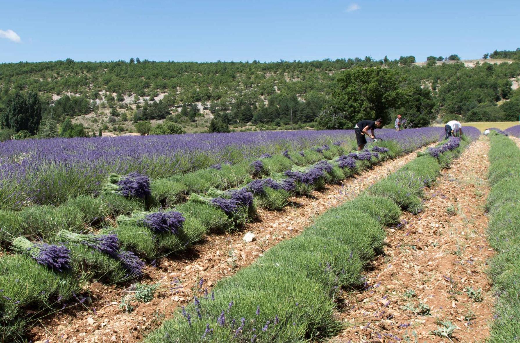 Le Gite De Lolivier En Provence Aramon Exteriér fotografie